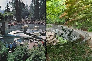 Stanley Park's Polar Bears