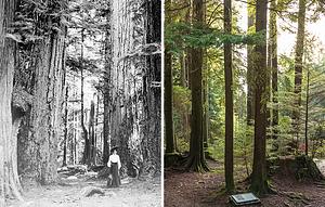 Stanley Park's Seven Sisters